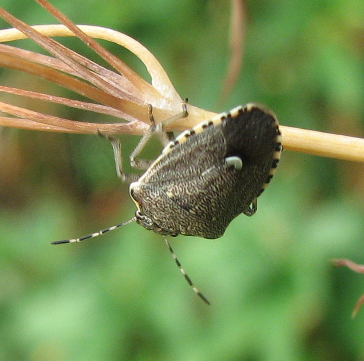 Staria lunata?